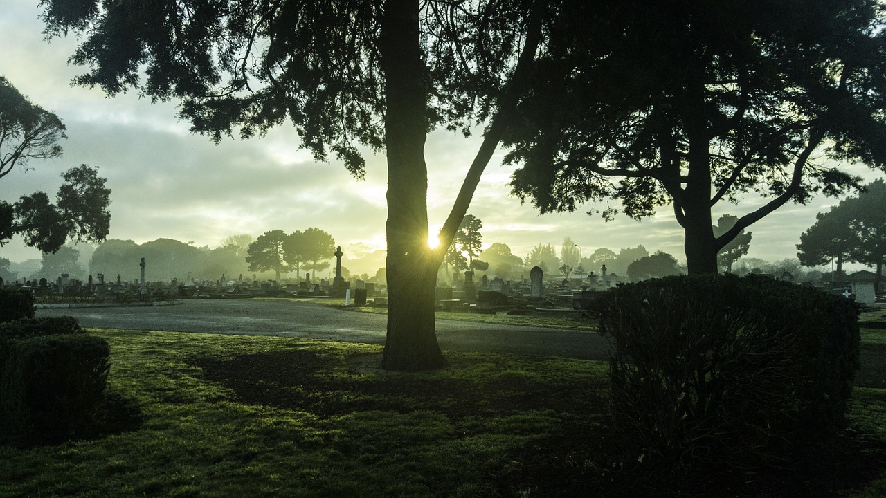 New zealand, tree, cemetry — Get the Most Affordable Steroids with Canadian Suppliers Online!