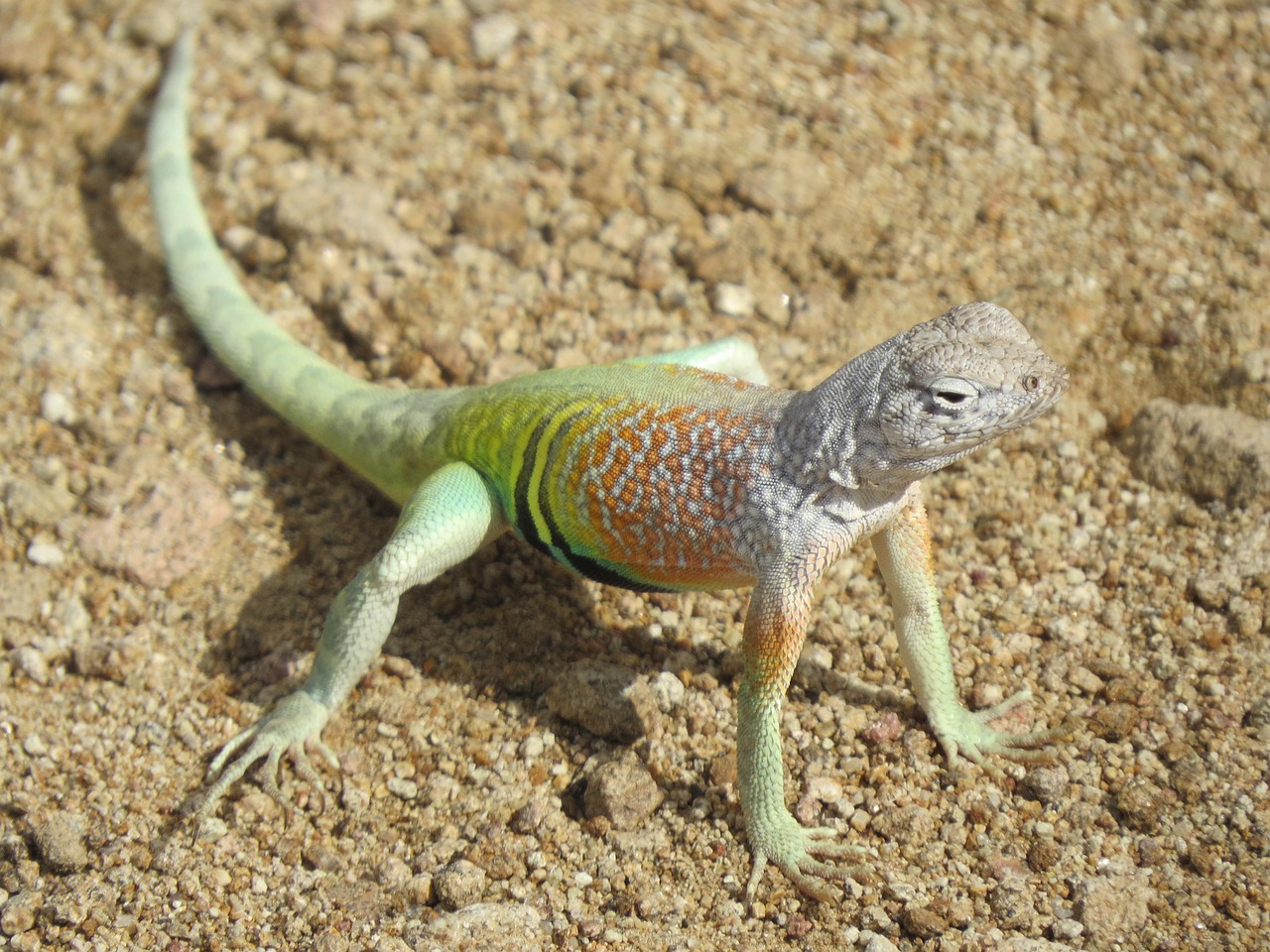Reptile, lizard, colorful — How Does A Glass Weed Pipe Work
