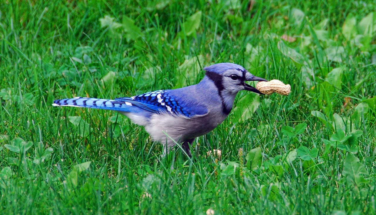 Bird, nature, bluejay — How to Effectively Handle Difficult Customers in a Service Business