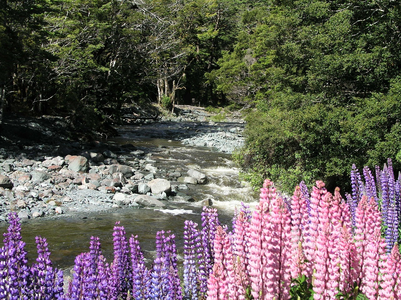 New zealand, new, zealand — Increase Your Visibility with a Bigger Follower Base on Instagram Now