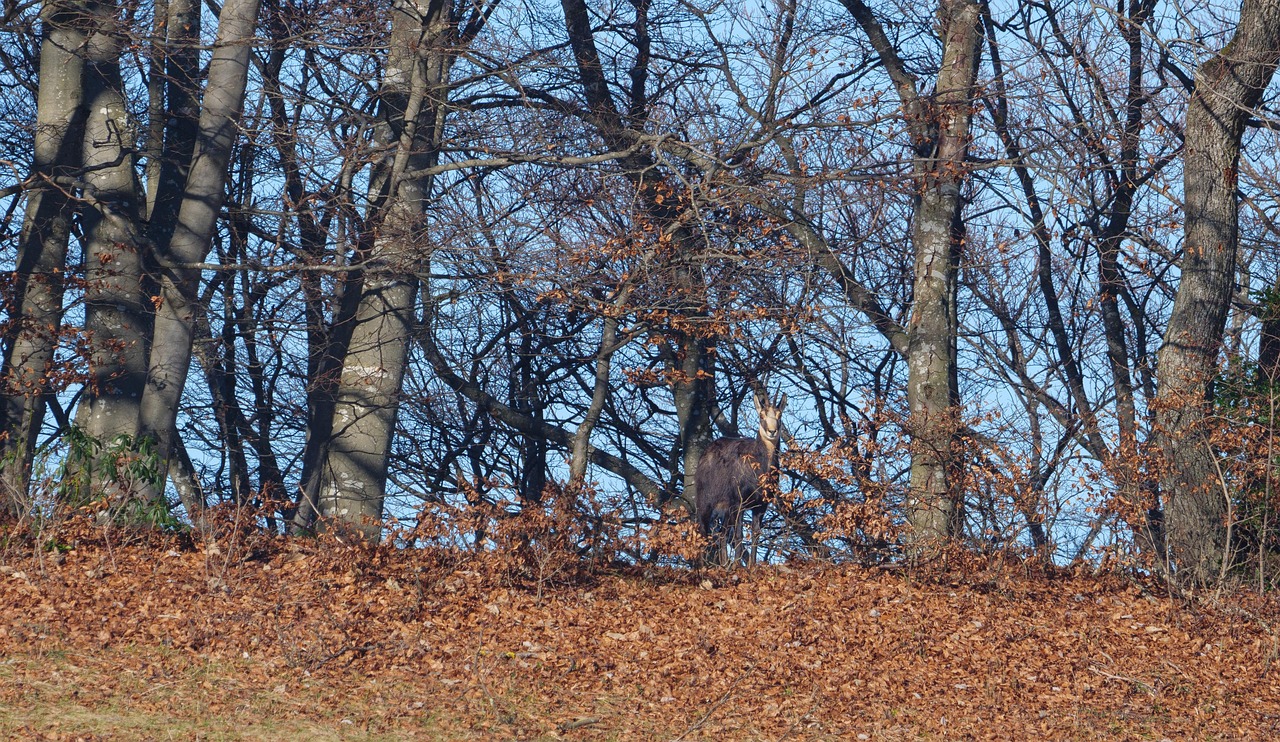 Chamois, wild animal, game viewing — Know Where To Find The Best Bonuses And Promotions For Playing On a Toto Site