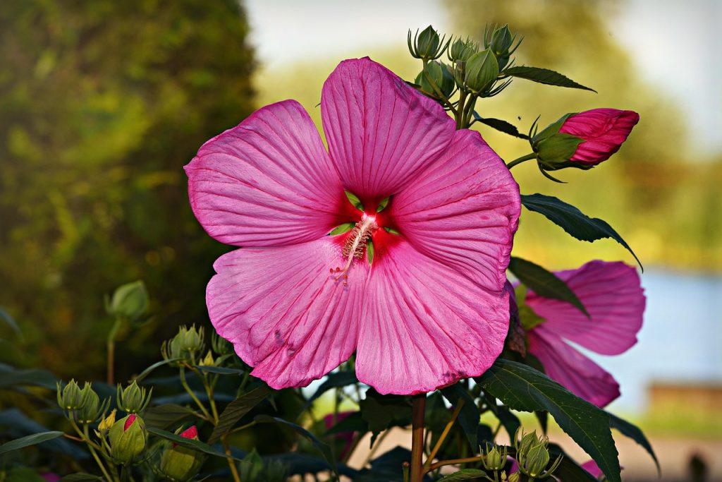 Seasonal Maintenance Tips for Your Year-Round Garden Office