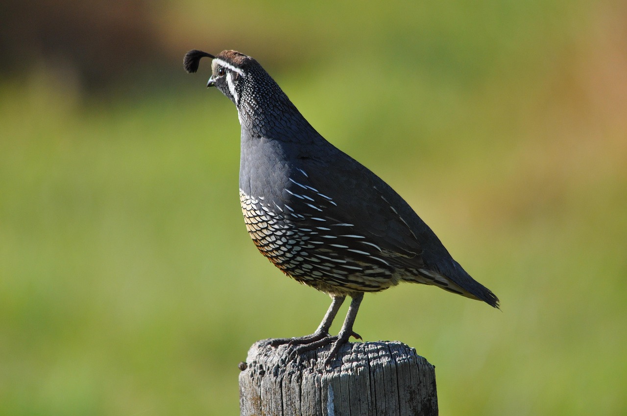 Californian quail, nature, new zealand — Leveraging the Power of Buy-in Followers for Business Growth