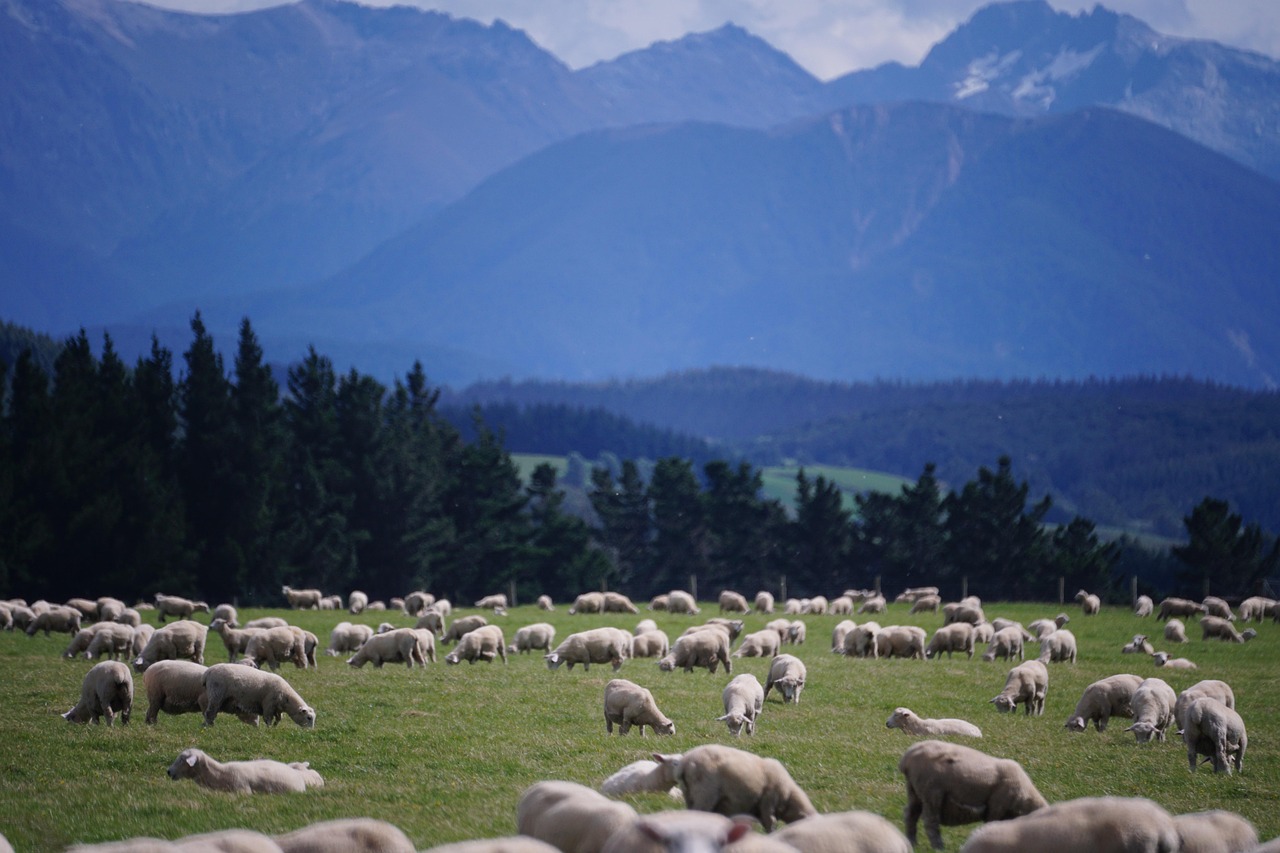 Sheep, new zealand, farm — Reason Why You Should Consider Getting artificial grass And These Other Products