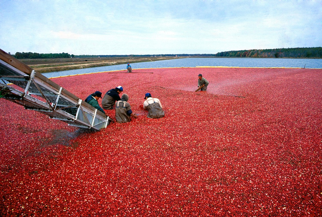 Cranberry, harvest, red — Win It Big with Big Web Slots
