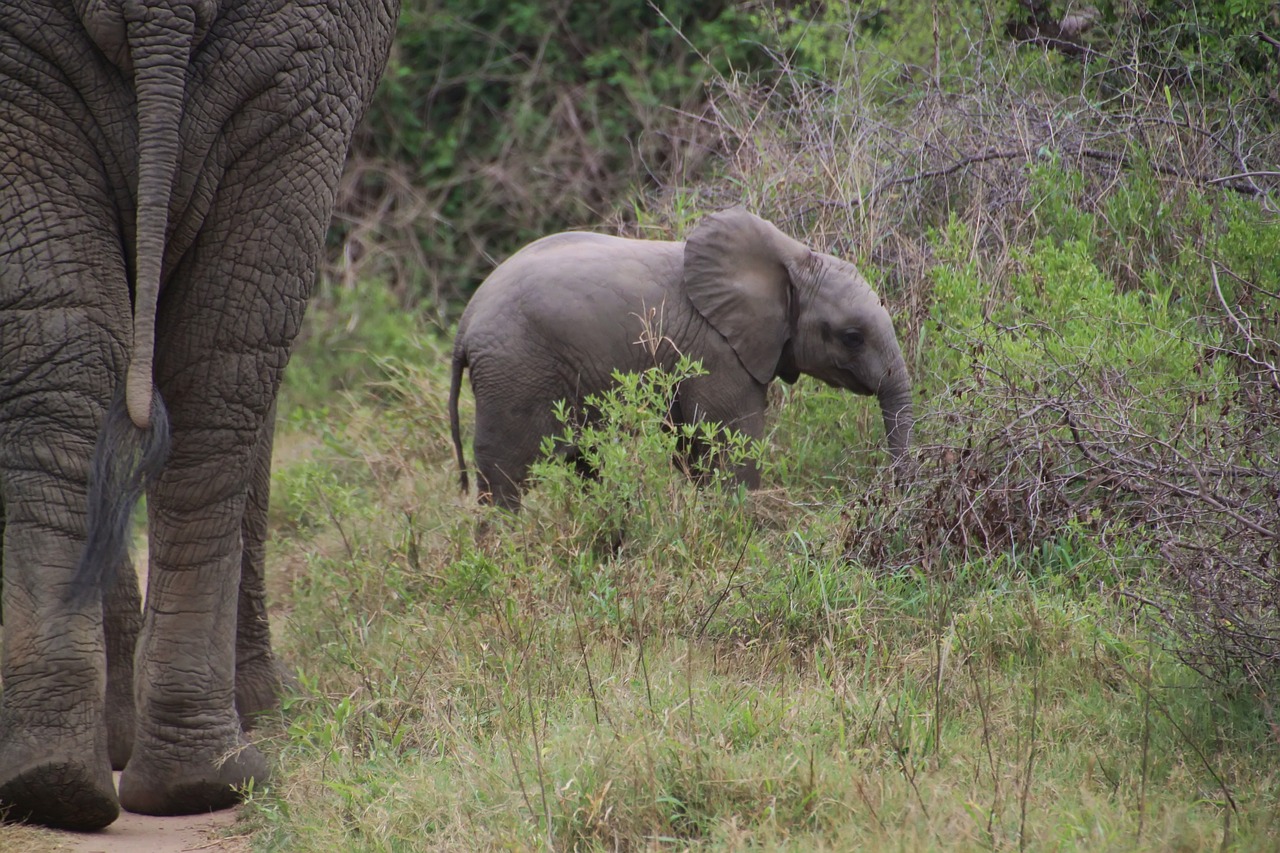 Elephant, african bush elephant, national park — The Odds in Your Favor: A Study on BU Entertainment City Casino
