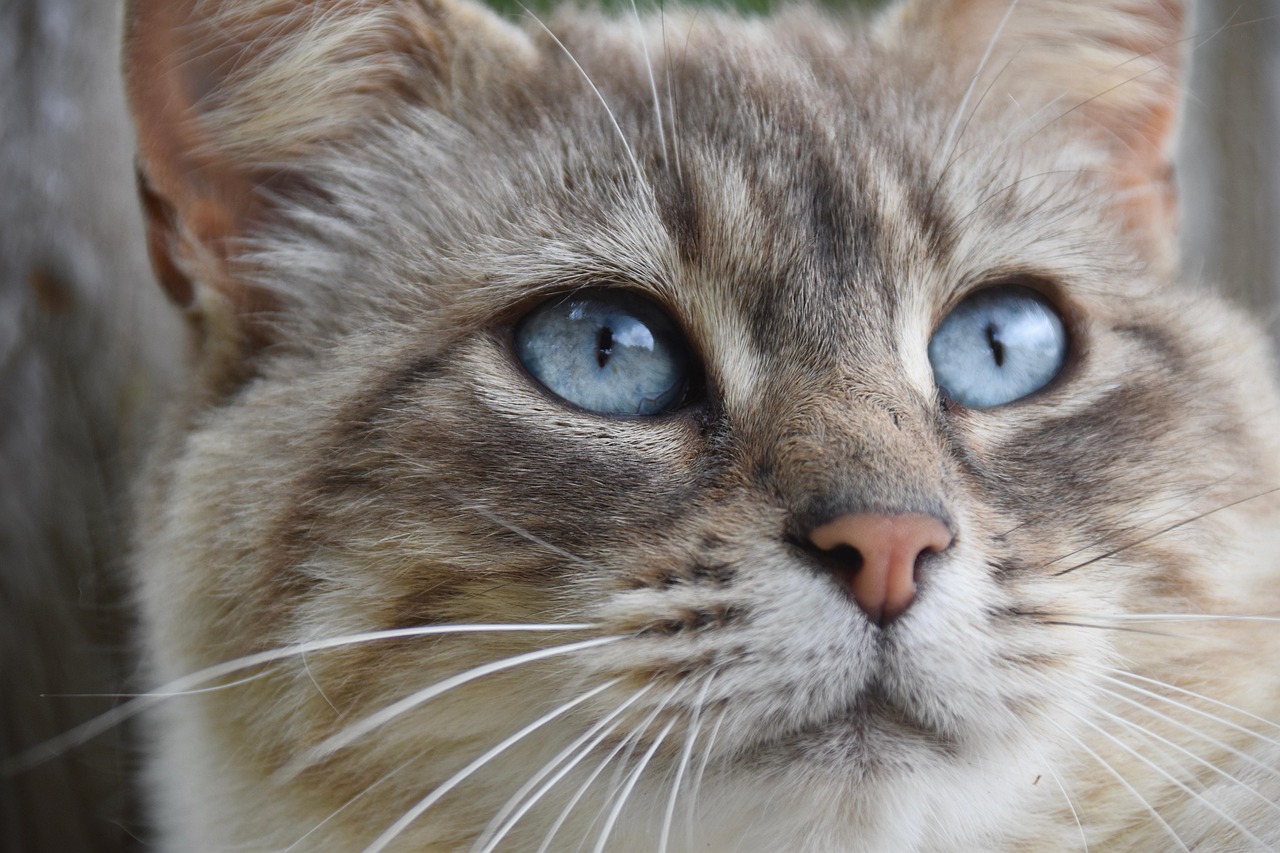 Cat, feline, pet — Why do many celebrities like to raise French bulldogs?
