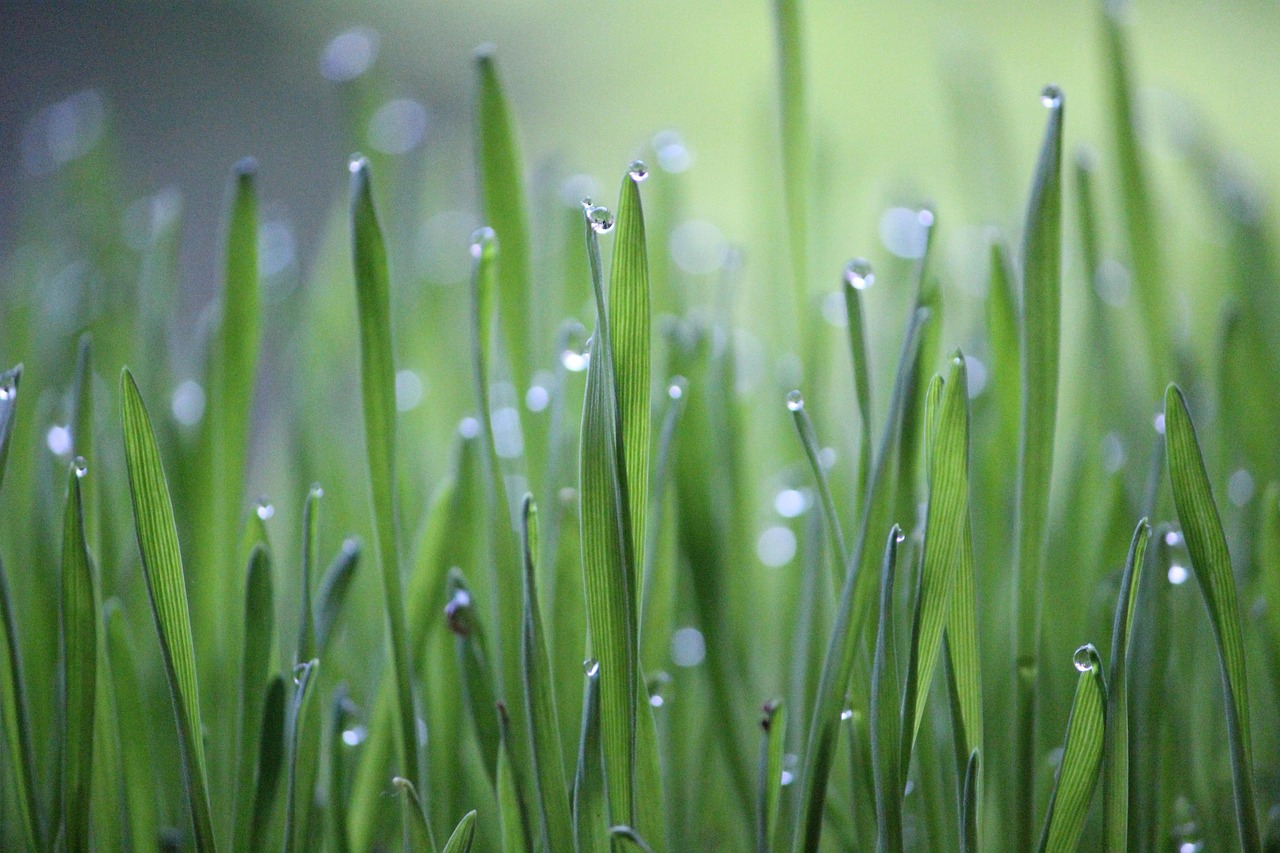 Wheat grass, grass, green — Women's Wellness Redefined: Dr. Tyrone Malloy's Progressive Healthcare Strategies