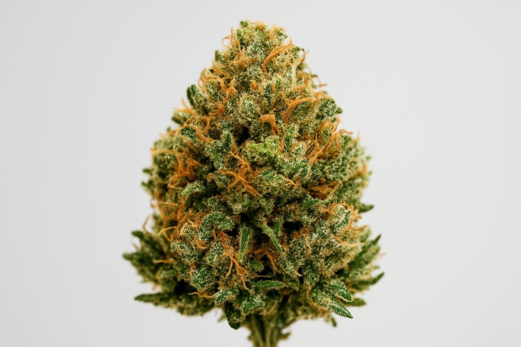Close-up of a cannabis flower bud showcasing its lush green and orange hairs
