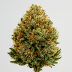 Indica vs Sativa: Exploring Flower Options and Varieties