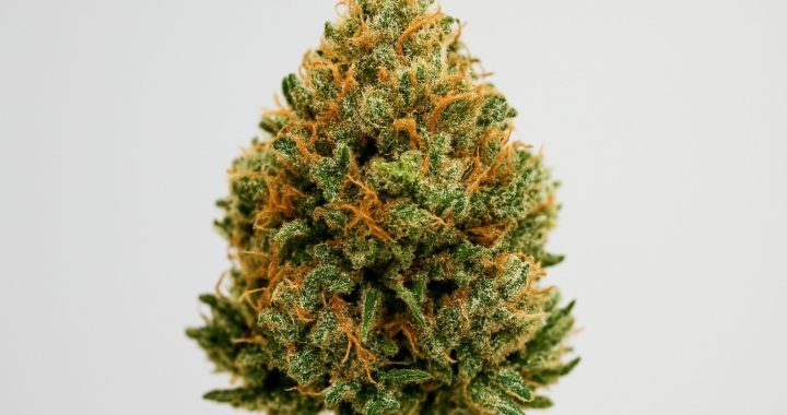 Close-up of a cannabis flower bud showcasing its lush green and orange hairs